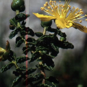 Photographie n°343592 du taxon Hypericum balearicum L. [1763]