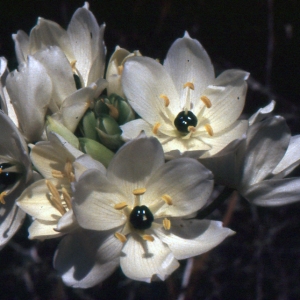 Ornithogalum arabicum L. (Ornithogale d'Arabie)