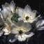  Liliane Roubaudi - Ornithogalum arabicum L. [1753]