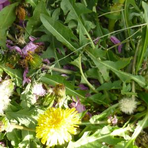 Photographie n°343629 du taxon Taraxacum F.H.Wigg. [1780]