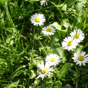 Photographie n°343630 du taxon Bellis perennis L. [1753]