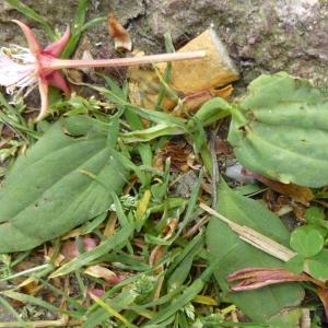 Photographie n°343631 du taxon Plantago major L. [1753]