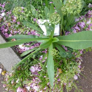 Photographie n°343650 du taxon Lactuca serriola L. [1756]