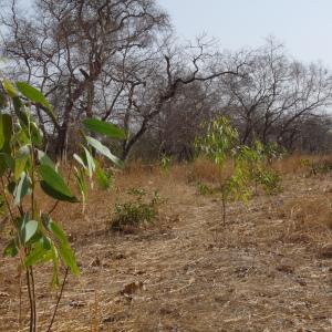  - Eucalyptus camaldulensis Dehnh.