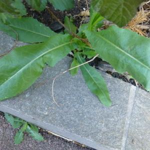 Photographie n°343675 du taxon Lactuca serriola L. [1756]