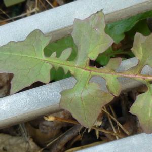 Photographie n°343681 du taxon Lactuca muralis (L.) G.Mey. [1836]