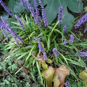 Photographie n°343688 du taxon Liriope muscari L.H.Bailey [1929]