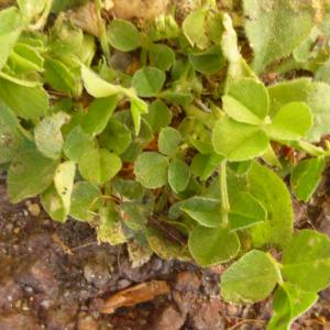 Photographie n°343759 du taxon Medicago lupulina L. [1753]