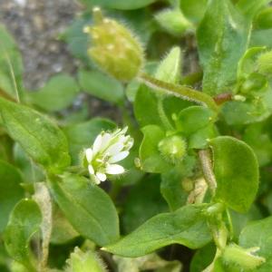 Photographie n°343770 du taxon Stellaria media (L.) Vill. [1789]