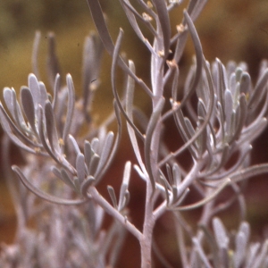 Neochamaelea pulverulenta (Vent.) Erdtm.