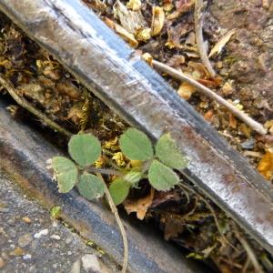 Photographie n°343788 du taxon Medicago lupulina L. [1753]