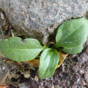 Photographie n°343809 du taxon Plantago major L. [1753]