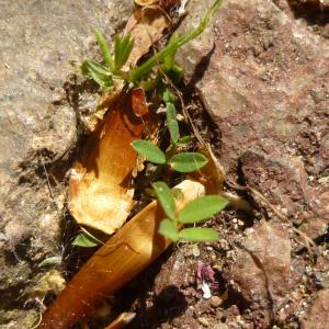 Photographie n°343810 du taxon Vicia sativa L. [1753]