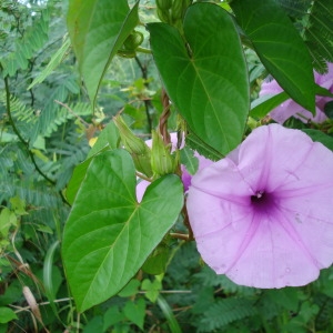 Photographie n°343832 du taxon Ipomoea carnea Jacq.