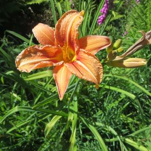 Photographie n°343848 du taxon Hemerocallis fulva (L.) L. [1762]