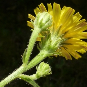 Photographie n°343900 du taxon Picris hieracioides L. [1753]