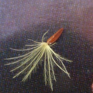 Photographie n°343906 du taxon Picris hieracioides L. [1753]