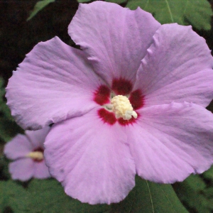 Photographie n°343922 du taxon Hibiscus syriacus L. [1753]