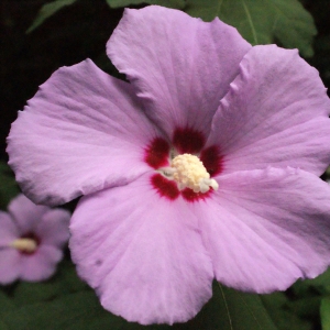 Photographie n°343923 du taxon Hibiscus syriacus L. [1753]