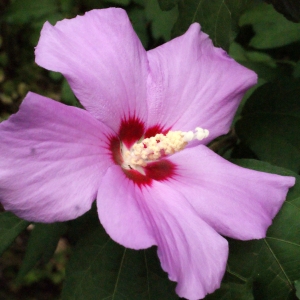 Photographie n°343924 du taxon Hibiscus syriacus L. [1753]