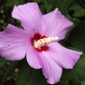 Photographie n°343925 du taxon Hibiscus syriacus L. [1753]