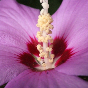 Photographie n°343927 du taxon Hibiscus syriacus L. [1753]