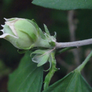 Photographie n°343934 du taxon Hibiscus syriacus L. [1753]