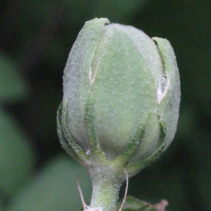 Photographie n°343937 du taxon Hibiscus syriacus L. [1753]