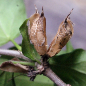 Photographie n°343948 du taxon Hibiscus syriacus L. [1753]