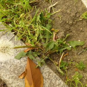 Photographie n°344009 du taxon Taraxacum F.H.Wigg. [1780]