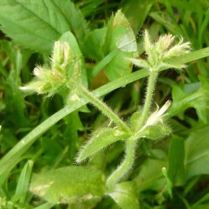 Photographie n°344018 du taxon Cerastium glomeratum Thuill. [1799]