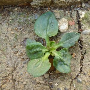 Photographie n°344024 du taxon Plantago major L. [1753]