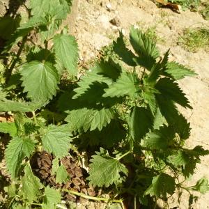 Photographie n°344026 du taxon Urtica dioica L. [1753]