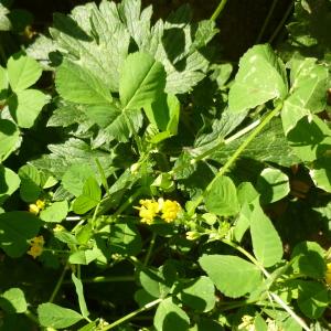 Photographie n°344046 du taxon Medicago arabica (L.) Huds. [1762]