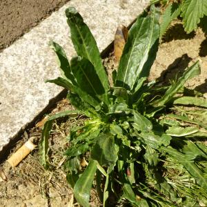 Photographie n°344053 du taxon Reseda lutea L. [1753]