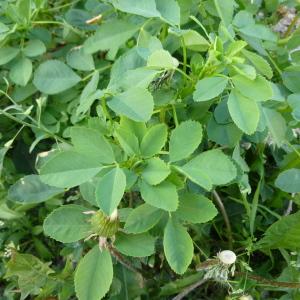 Photographie n°344068 du taxon Medicago lupulina L. [1753]