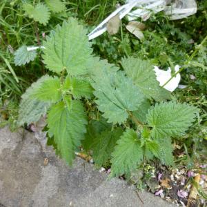 Photographie n°344096 du taxon Urtica dioica L. [1753]