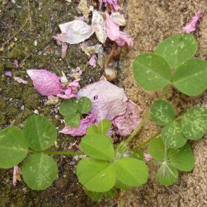 Photographie n°344107 du taxon Medicago lupulina L. [1753]