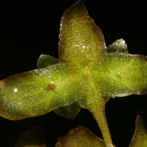 Photographie n°344137 du taxon Lemna trisulca L. [1753]