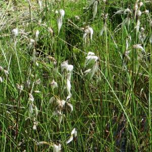 Photographie n°344177 du taxon Eriophorum angustifolium Honck. [1782]