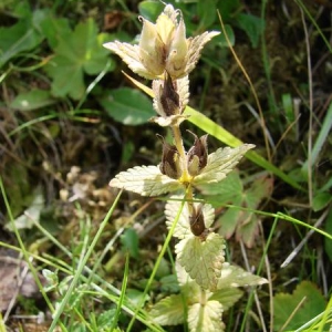 Photographie n°344223 du taxon Bartsia alpina L. [1753]