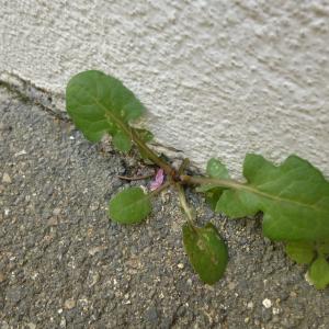 Photographie n°344294 du taxon Sonchus oleraceus L. [1753]