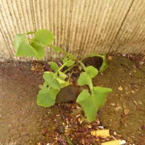 Photographie n°344309 du taxon Sonchus oleraceus L. [1753]