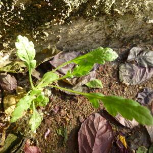 Photographie n°344336 du taxon Papaver rhoeas L. [1753]