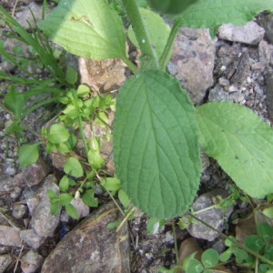 Photographie n°344351 du taxon Borago officinalis L. [1753]