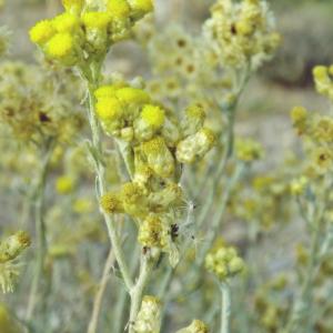 Photographie n°344391 du taxon Helichrysum stoechas (L.) Moench [1794]