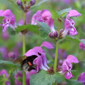 Photographie n°344404 du taxon Lamium maculatum (L.) L.