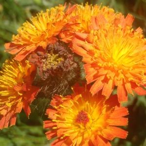 Photographie n°344426 du taxon Pilosella aurantiaca (L.) F.W.Schultz & Sch.Bip. [1862]