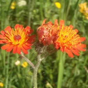 Photographie n°344427 du taxon Pilosella aurantiaca (L.) F.W.Schultz & Sch.Bip. [1862]