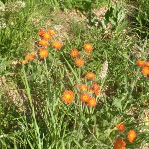 Photographie n°344430 du taxon Pilosella aurantiaca (L.) F.W.Schultz & Sch.Bip. [1862]